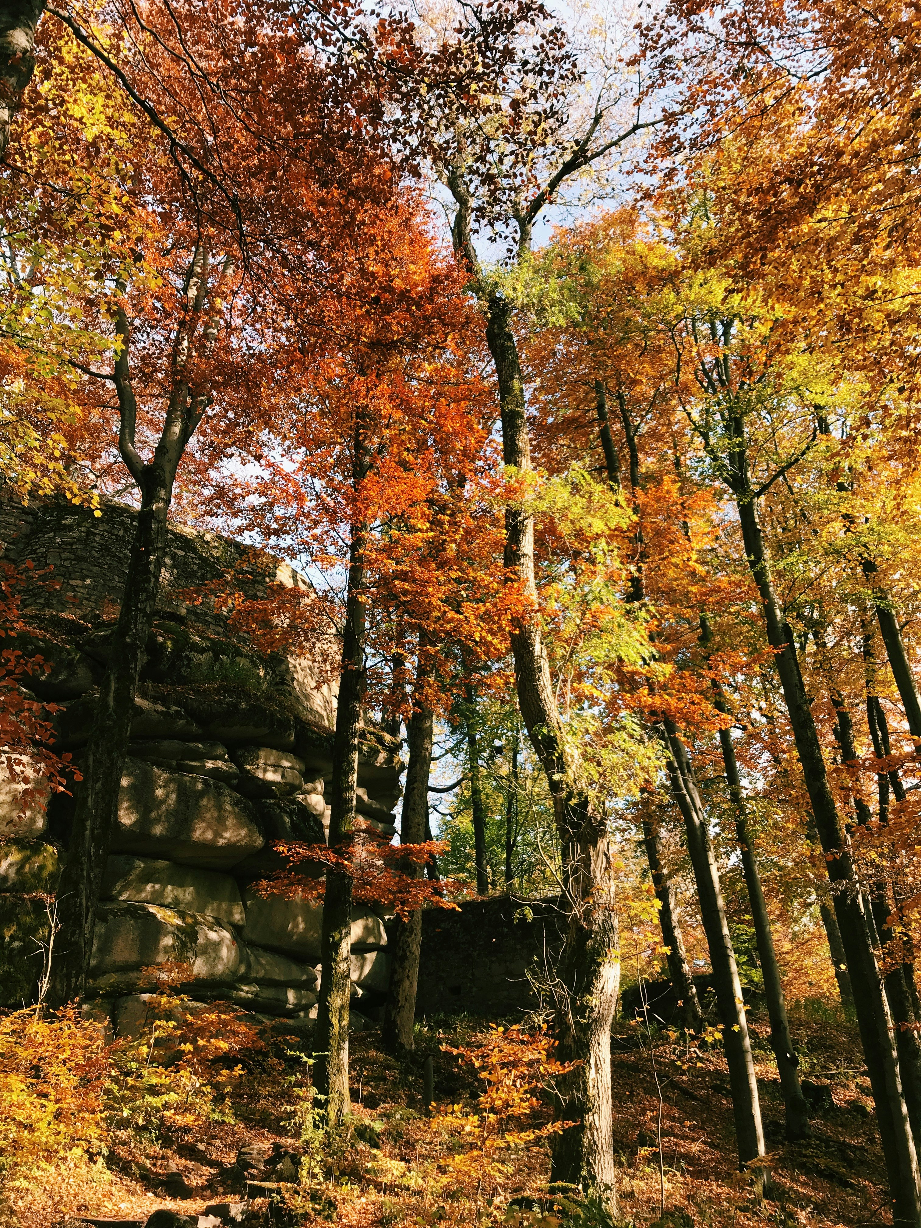 tall maple trees